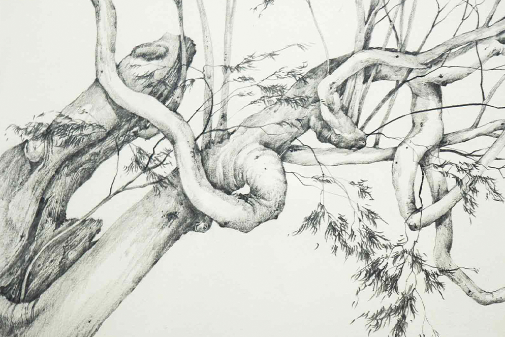 drawing of a tree